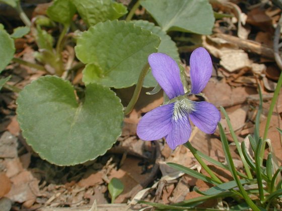 Abrasive Avenue Menagerry Common Blue Violet (Viola sororia sororia)
