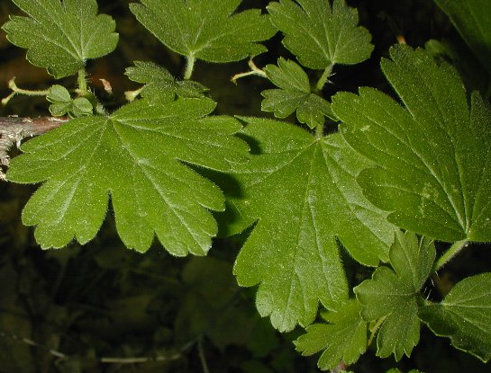 Featured image of post Recipe of Gooseberry Tree Leaves