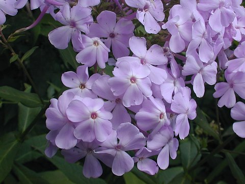 Image of Phlox (Phlox spp.) plant