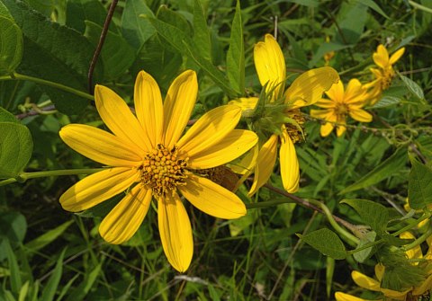 Woodland sunflower sales