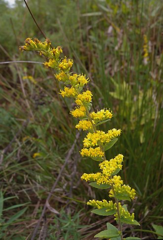 Wrinkled-Leaved Goldenrod (Solidago rugosa)