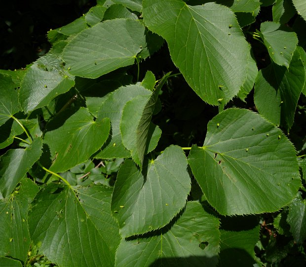 american linden tree leaves