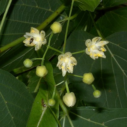 Flowers & Buds
