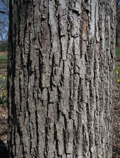 Trunk Bark