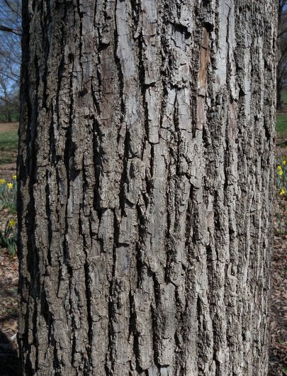 Tilia americana, American Basswood at Toadshade Wildflower Farm