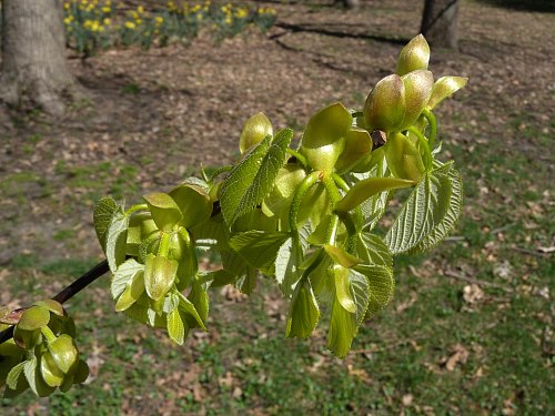 Young Leaves during Spring