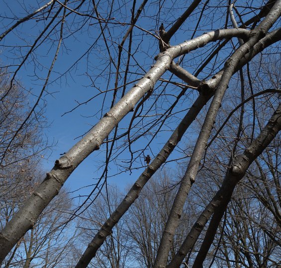 Several Branches