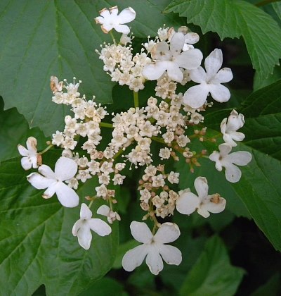 Panicle of Flowers