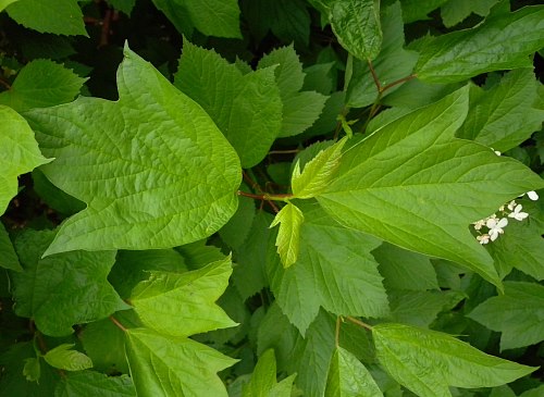 Several Leaves