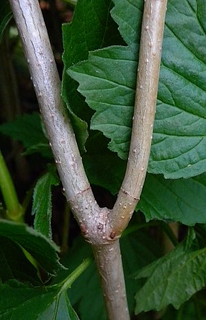 Stem Bark