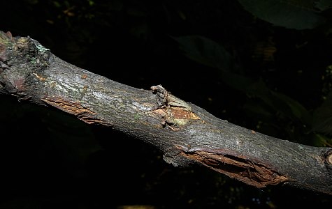 Branch Bark