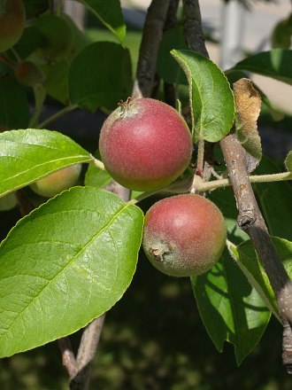 Close-up of Pomes