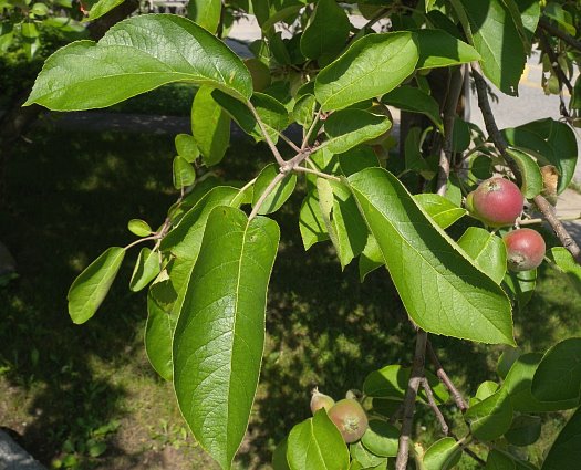 Leafy Branches & Pomes