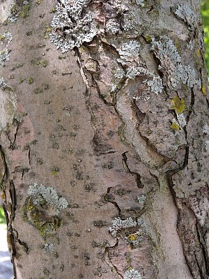 Trunk Bark