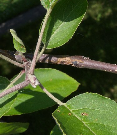 Twig & Petioles