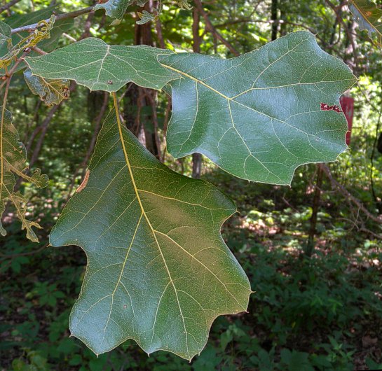 What Does Blackjack Oak Look Like What Does Blackjack Oak Look Like