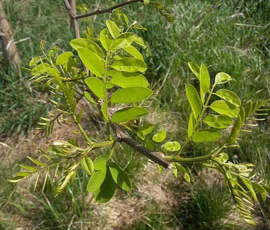 Vernal Leaves