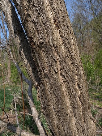 Trunk Bark of Young Tree