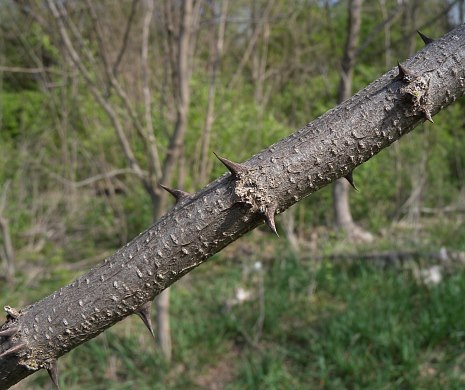 Small Thorny Branch