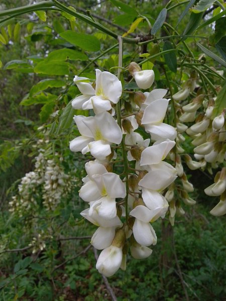 Raceme of Flowers
