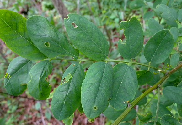 Compound Leaf