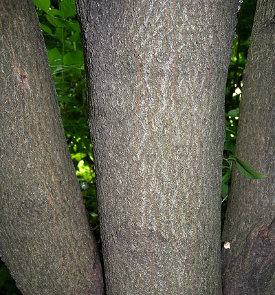 Black Maple Acer Nigrum