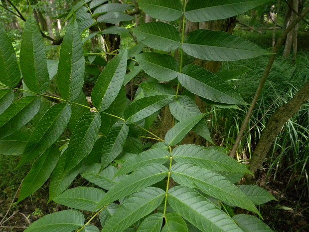 Black Ash (Fraxinus nigra)