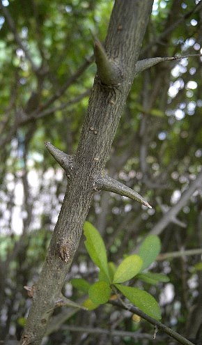 Thorny Branch