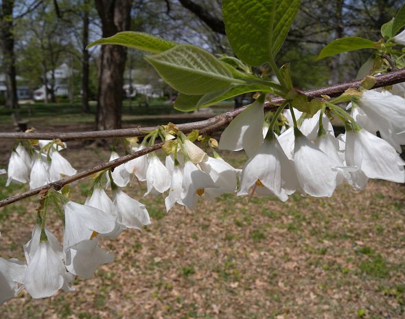 Carolina Silverbell (Halesia carolina)