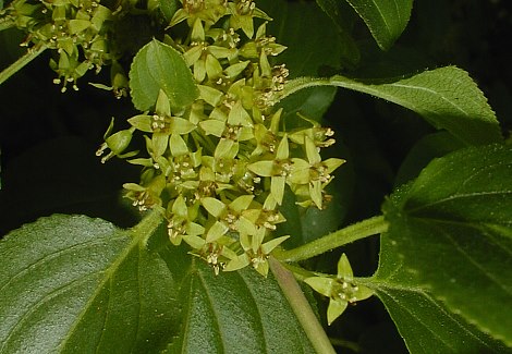 Image of Common buckthorn flowers