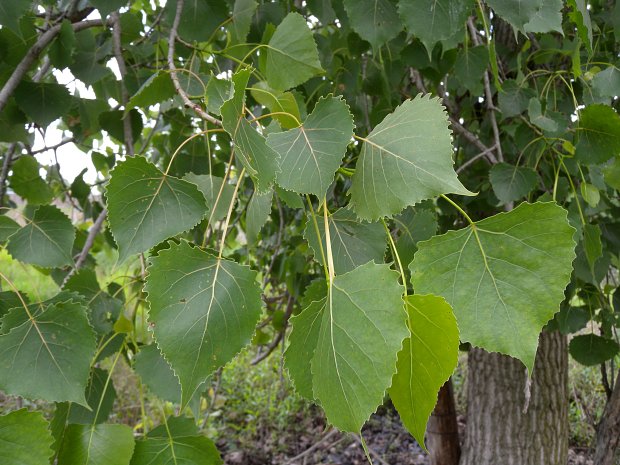 Download Eastern Cottonwood (Populus deltoides)