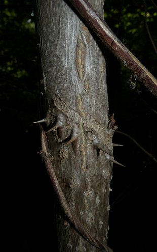 Spiny Trunk of Young Tree