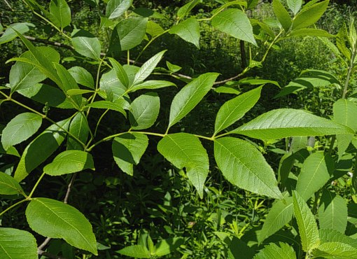 Green Ash (Fraxinus pennsylvanica lanceolata)