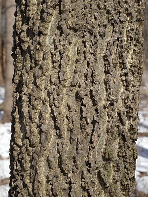 Trunk Bark