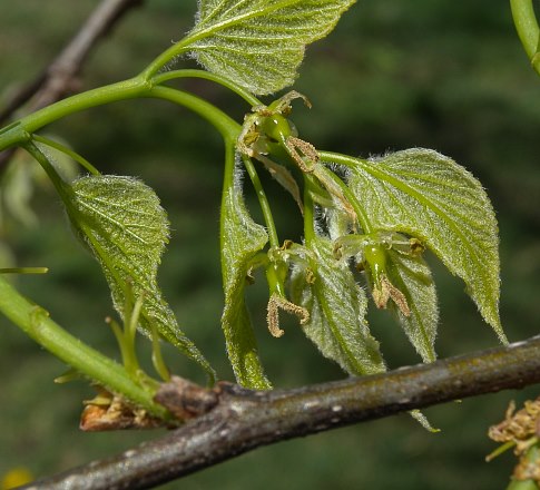 Perfect Flowers & Young Spring Leaves