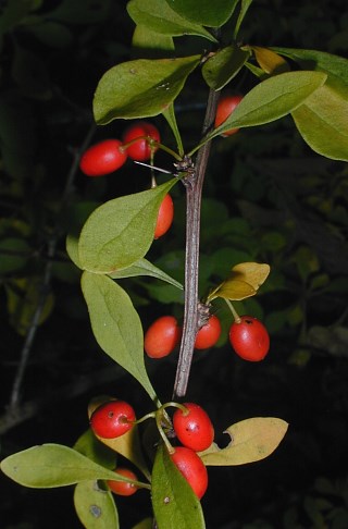 Japanese barberry seeds 