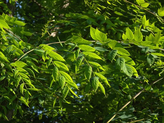 Gymnocladus dioicus (Kentucky coffee tree) (Guilandina dioica)