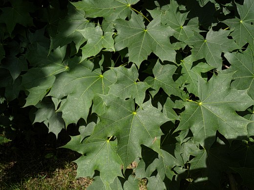 Norway Maple Acer Platanoides