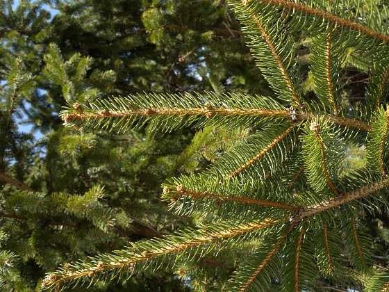 Norway Spruce Picea Abies