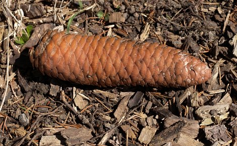 Mature Seed Cone