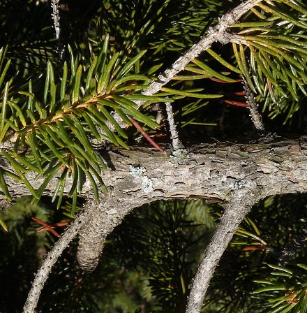 Close-up of Branch Bark & Leafy Twigs