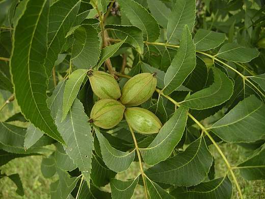 Image result for Pecans – Carya illinoinensis