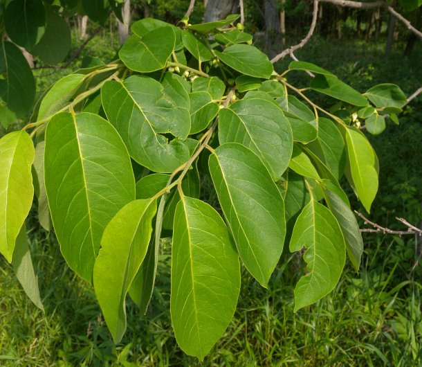 American Persimmon (Diospyros virginiana)