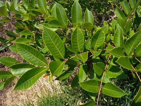 Poison Sumac Toxicodendron Vernix,Rudbeckia Laciniata