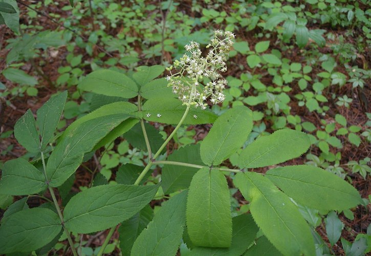 Tage med raket Endeløs Red Elderberry (Sambucus racemosa)