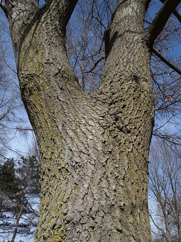 Northern Oak (Quercus rubra)