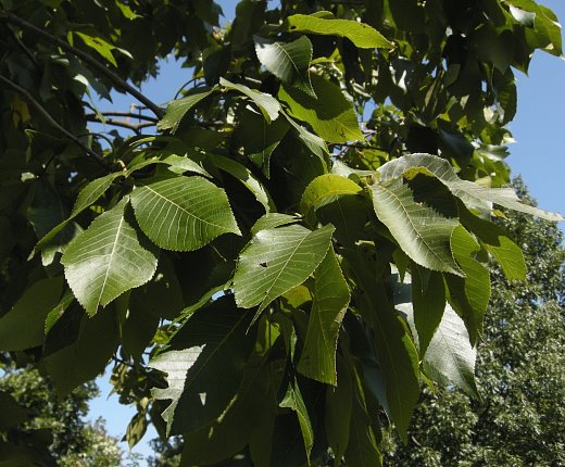 Compound Leaves