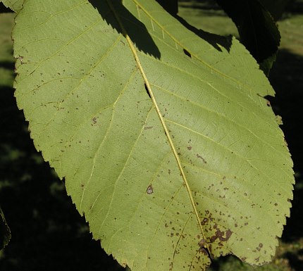 Leaflet Underside