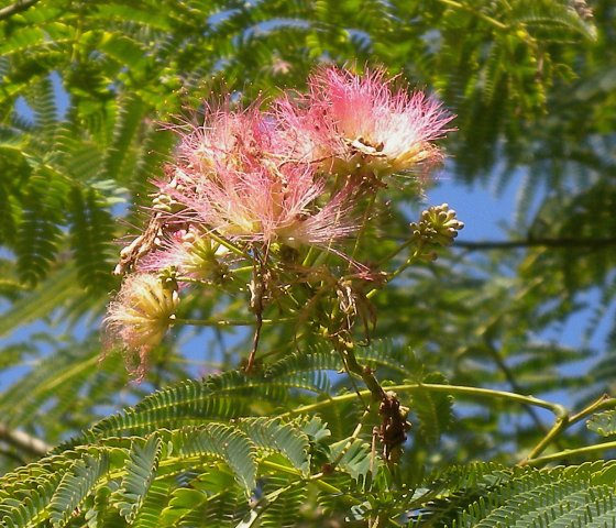 Herb Pharm - Ever notice these pink puff balls drifting on the breeze?  These floating blossoms belong to none other than the Albizia tree (Albizia  julibrissin)! Otherwise known as Mimosa or Silk