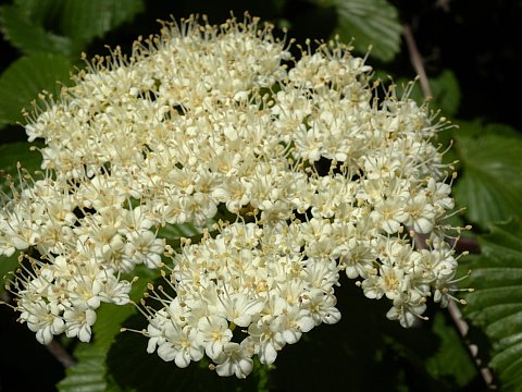 Panicle of Flowers